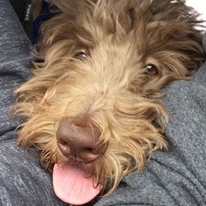 Meet your Posher, Sydney